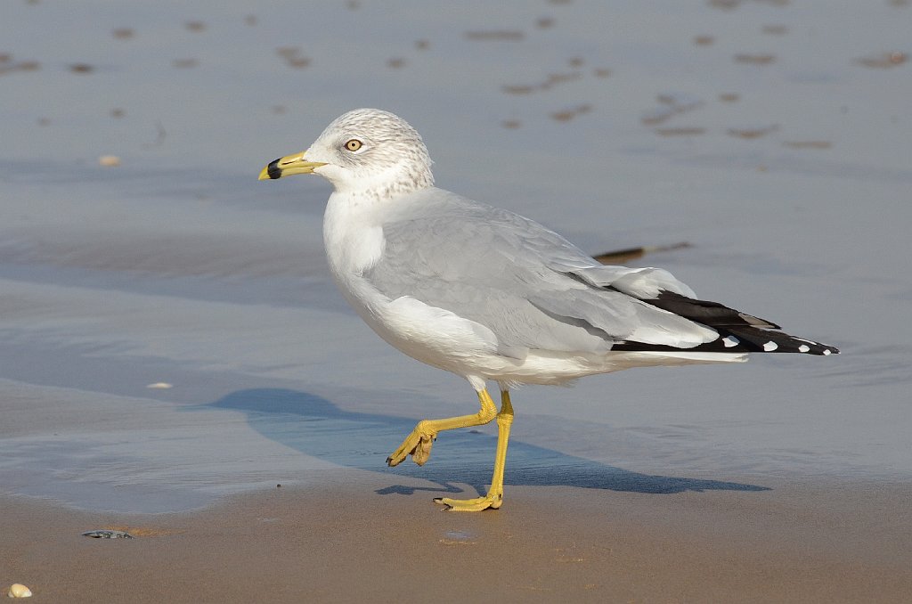 Gull, Ring-billed, 2012-12281059 Boca Chica State Park, TX.JPG - Ring-billed Gull. Boca Chica State Park, Cameron County near Brownsville, TX, 12-28-2012